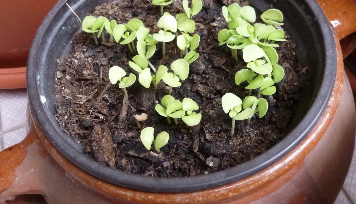 mejor-saludable-huerto-hierbas aromáticas-albahaca