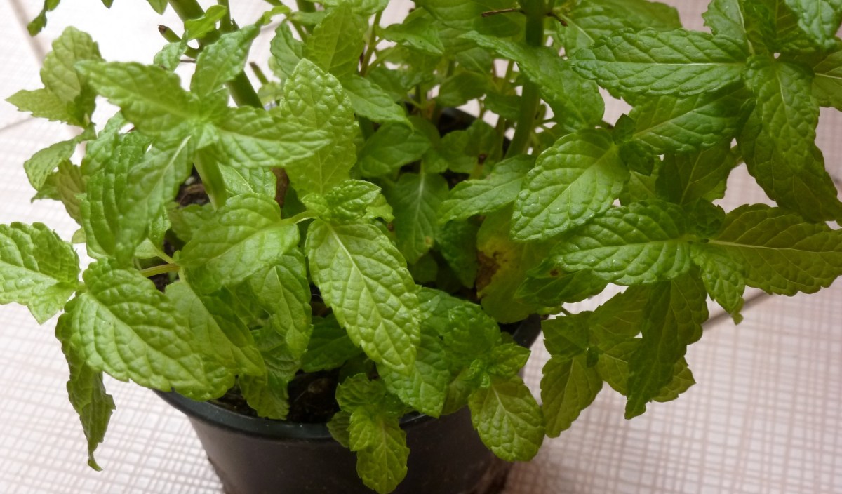 mejor-saludable-huerto-hierbas aromáticas-menta