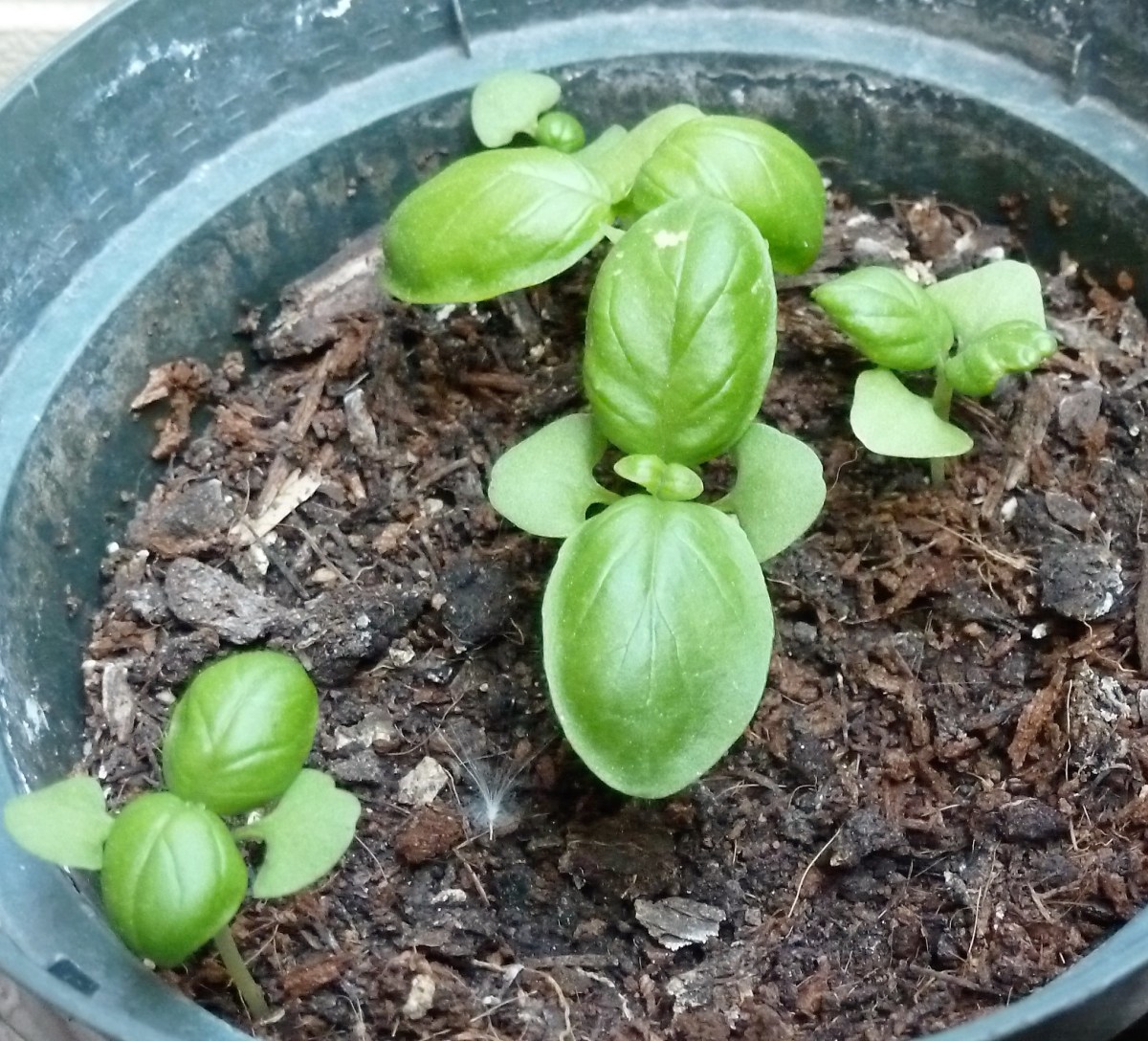 mejor-saludable-albahaca