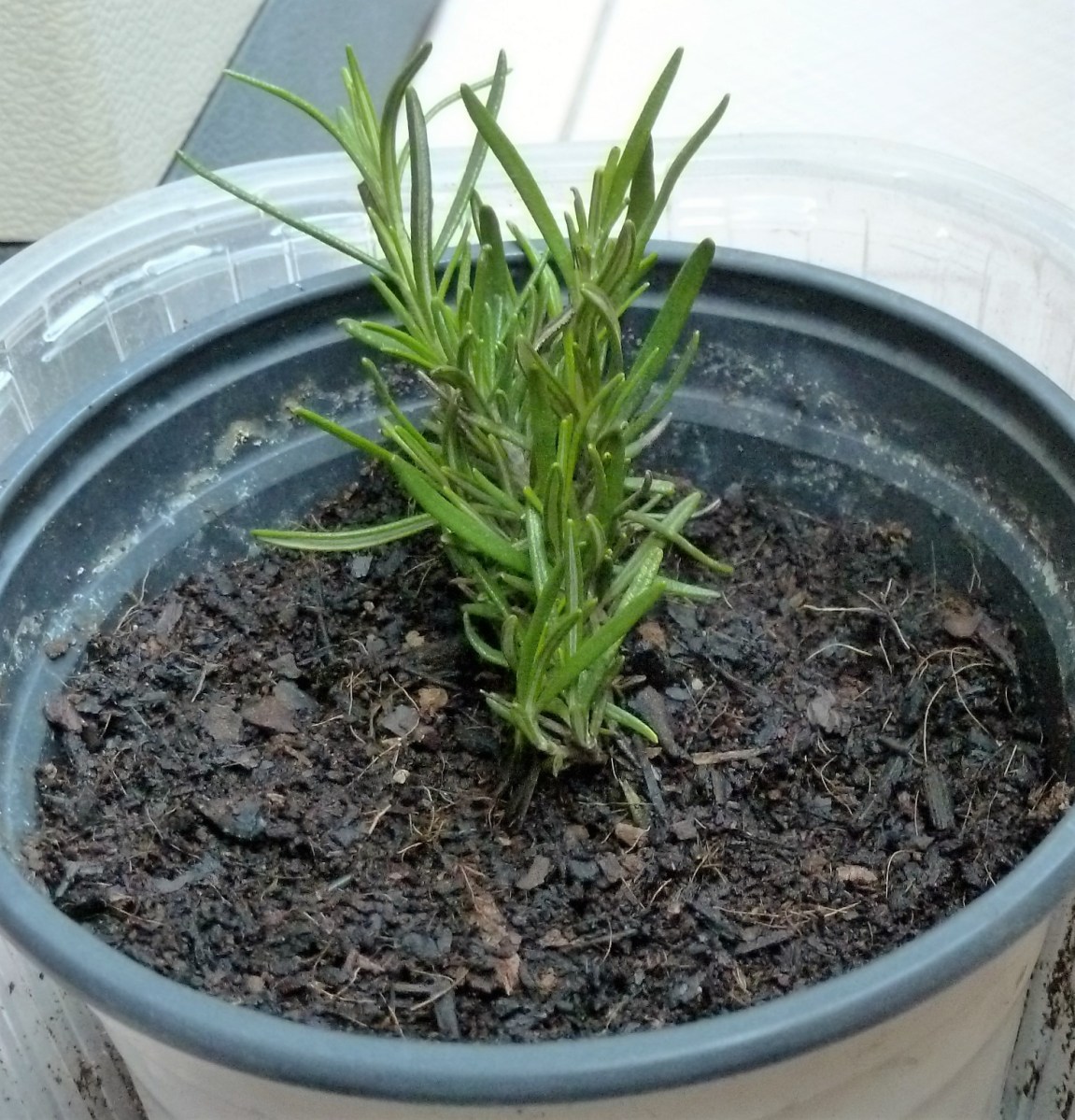 mejor-saludable-romero