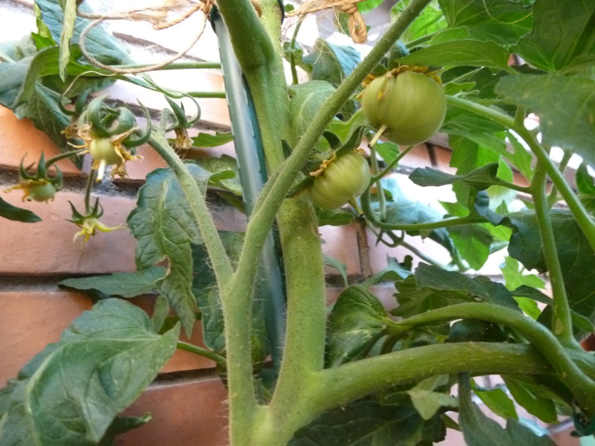 mejor-saludable-huerto-urbano-tomatera