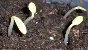 mejor-si-es-saludable-pepinos-recién-germinados