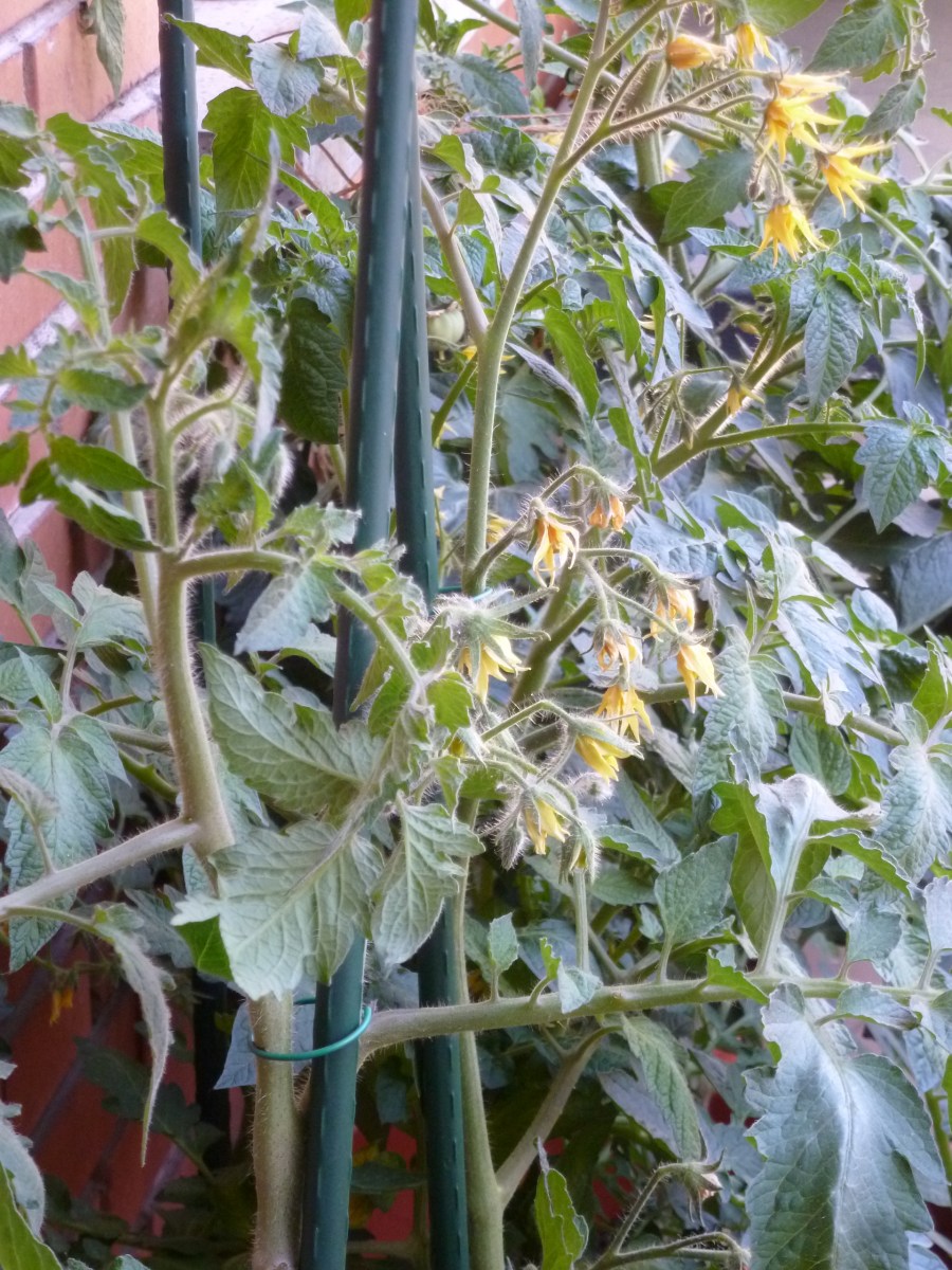 mejor-saludable-huerto-urbano-tomateras