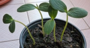 mejor-si-es-saludable-pepinos-con-tres-días