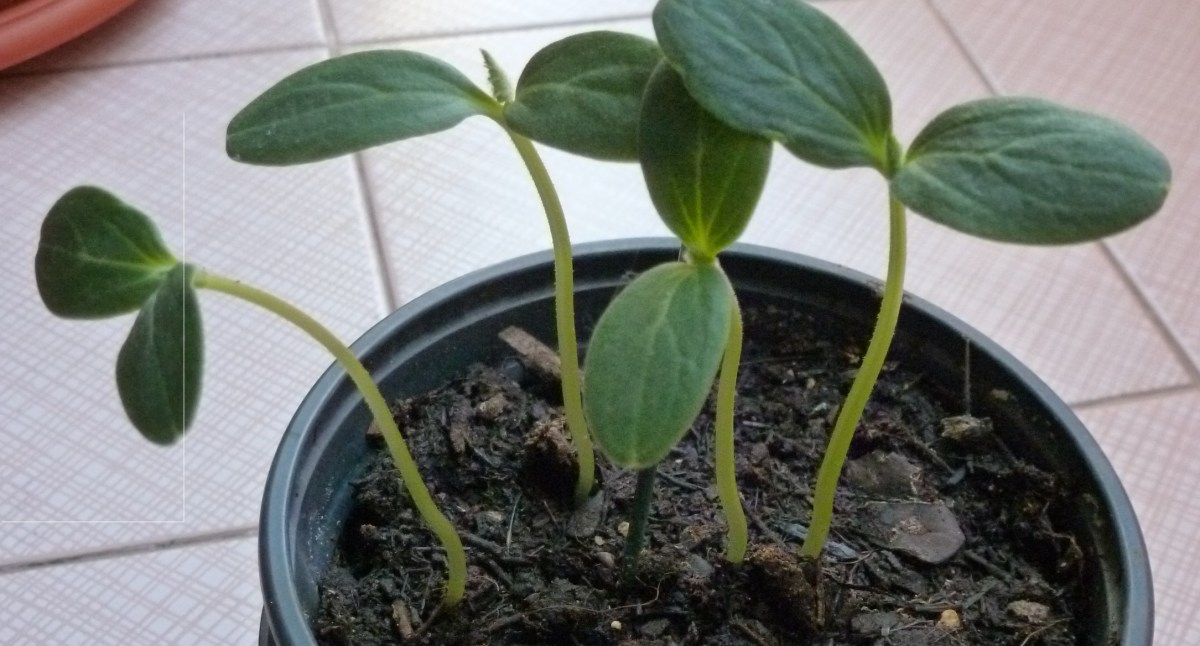 mejor-si-es-saludable-pepinos-con-tres-días