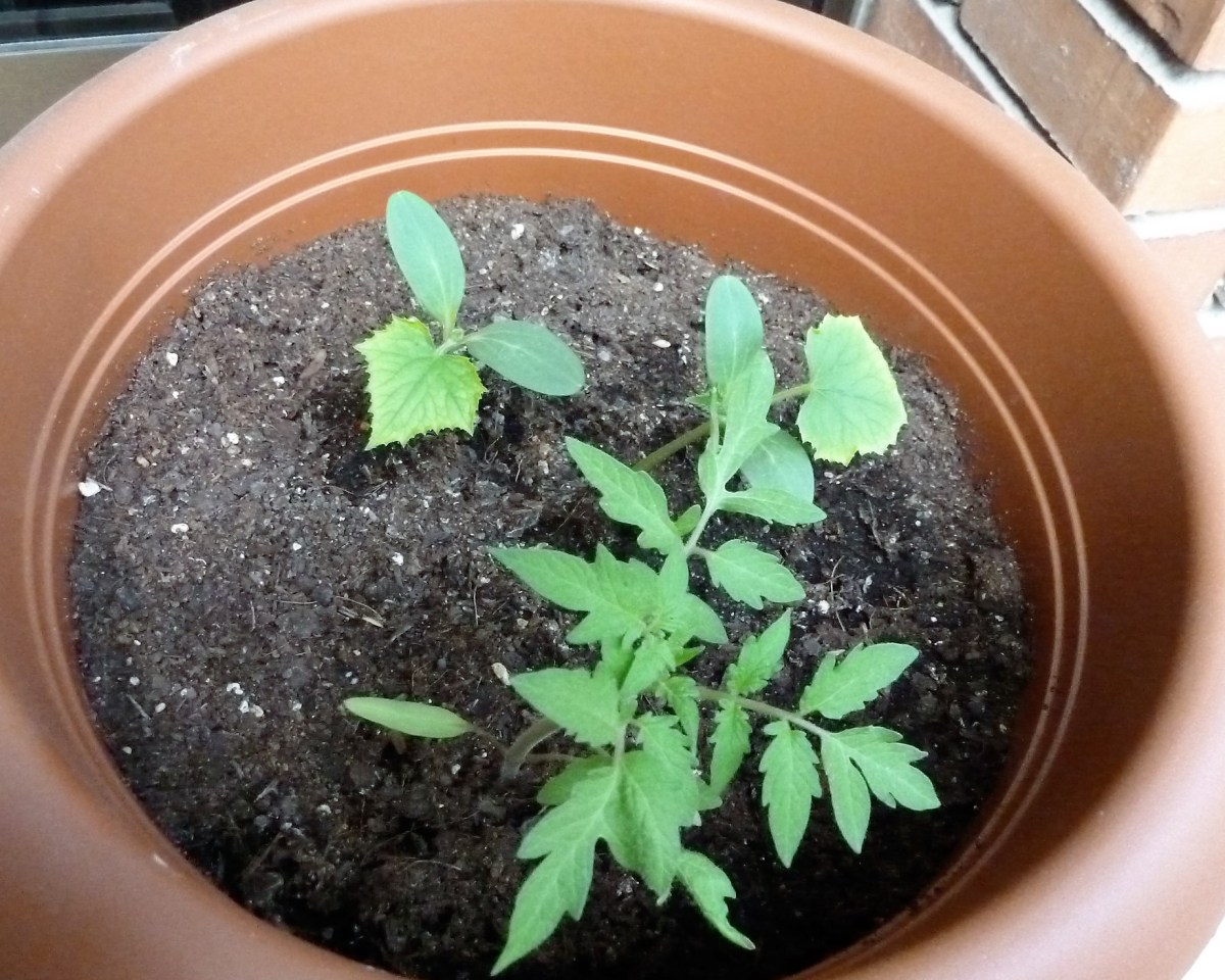 mejor-saludable-plantas-pepinos