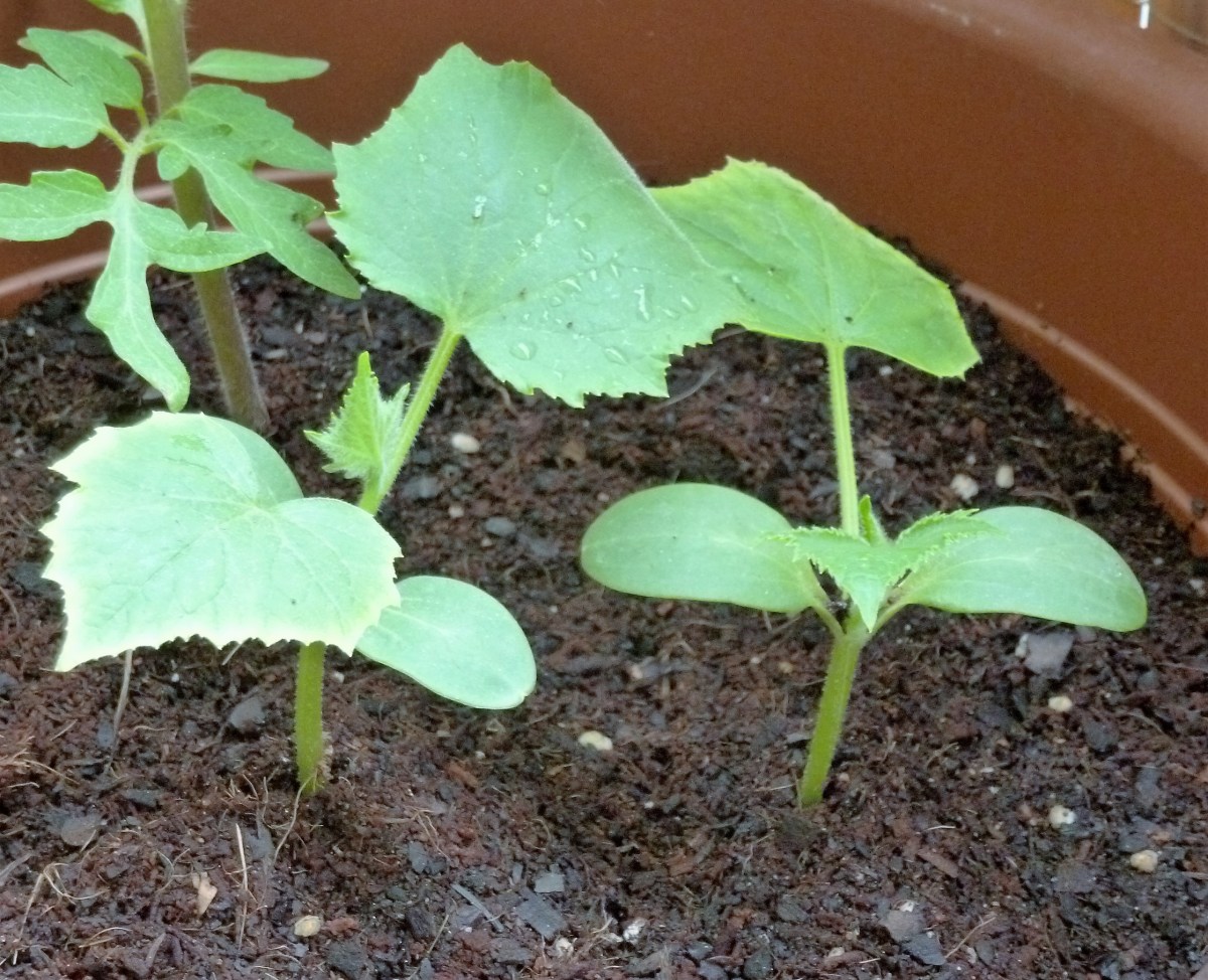 mejor-saludable-plantas-pepinos