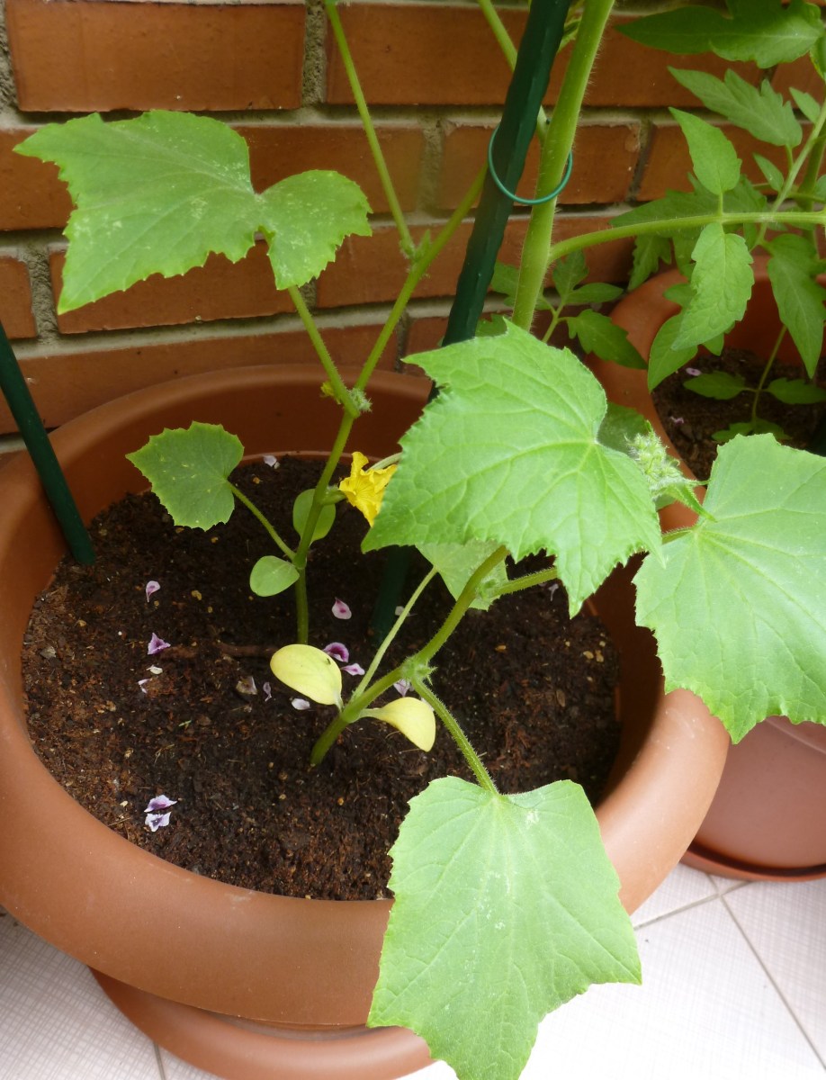 mejor-saludable-pepinos