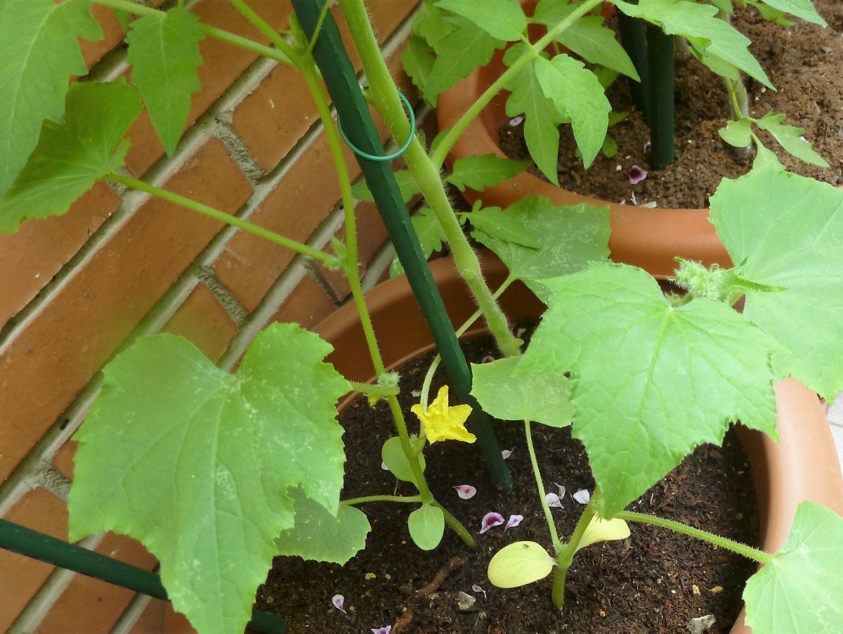 mejor-saludable-pepinos