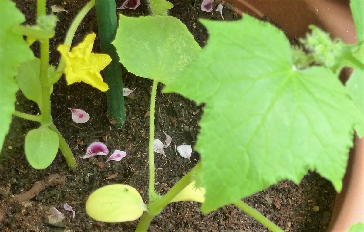 mejor-saludable-pepinos