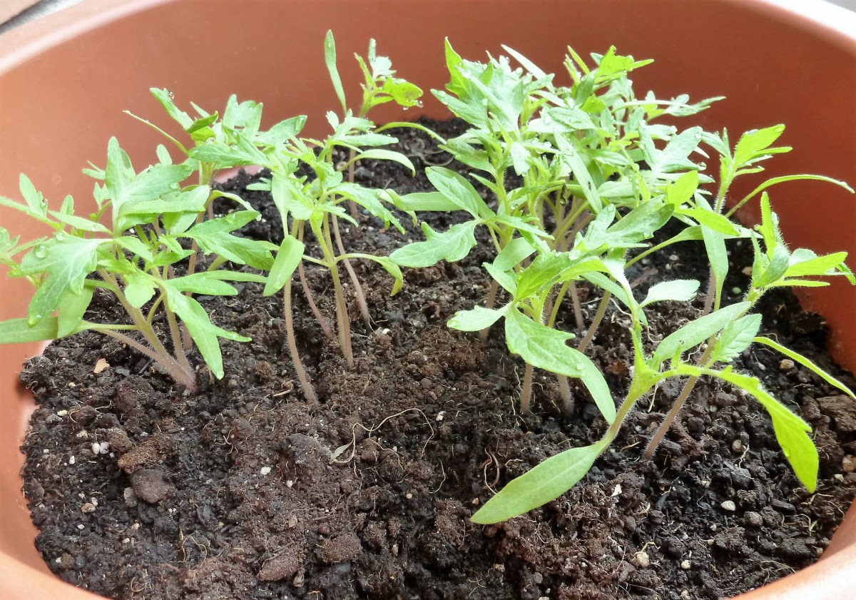 mejor-saludable-plantas-tomate