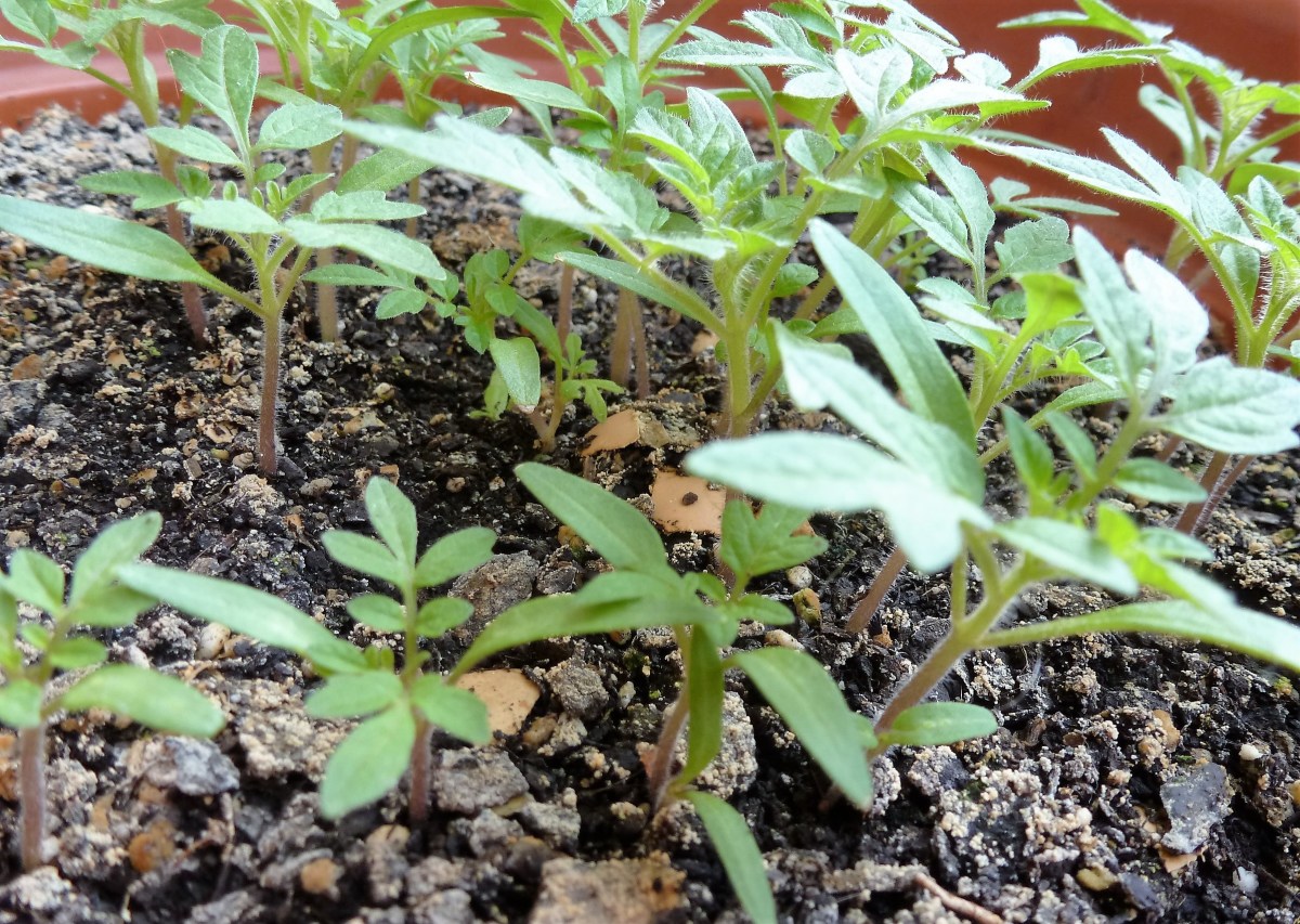 mejor-saludable-plantas-tomate