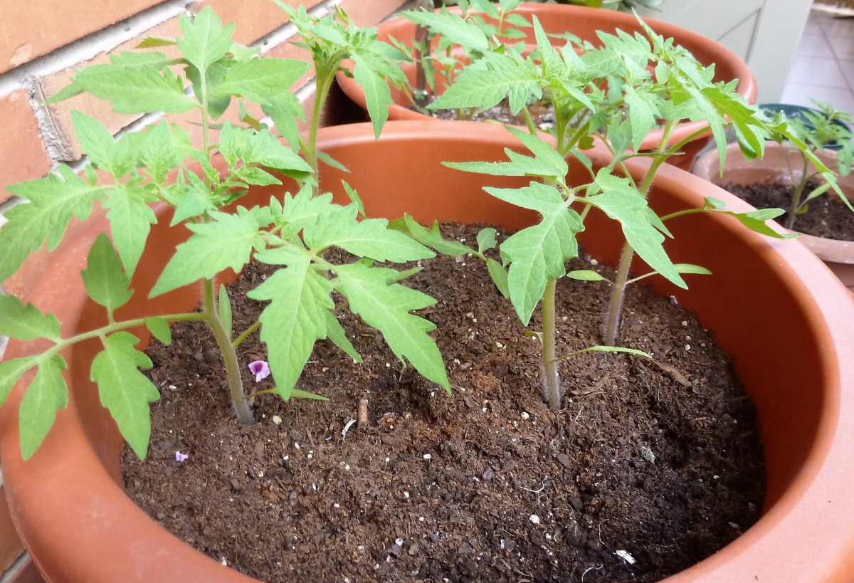 mejor-saludable-plantas-tomate