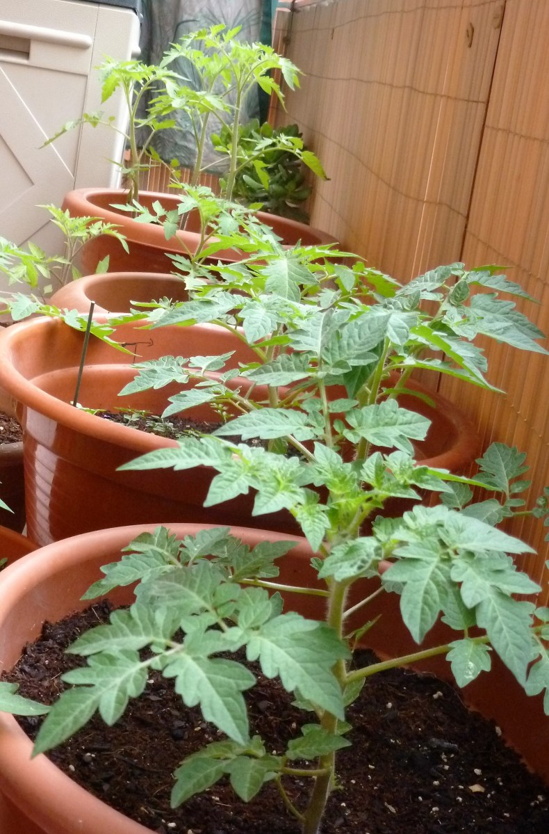 mejor-saludable-plantas-tomate