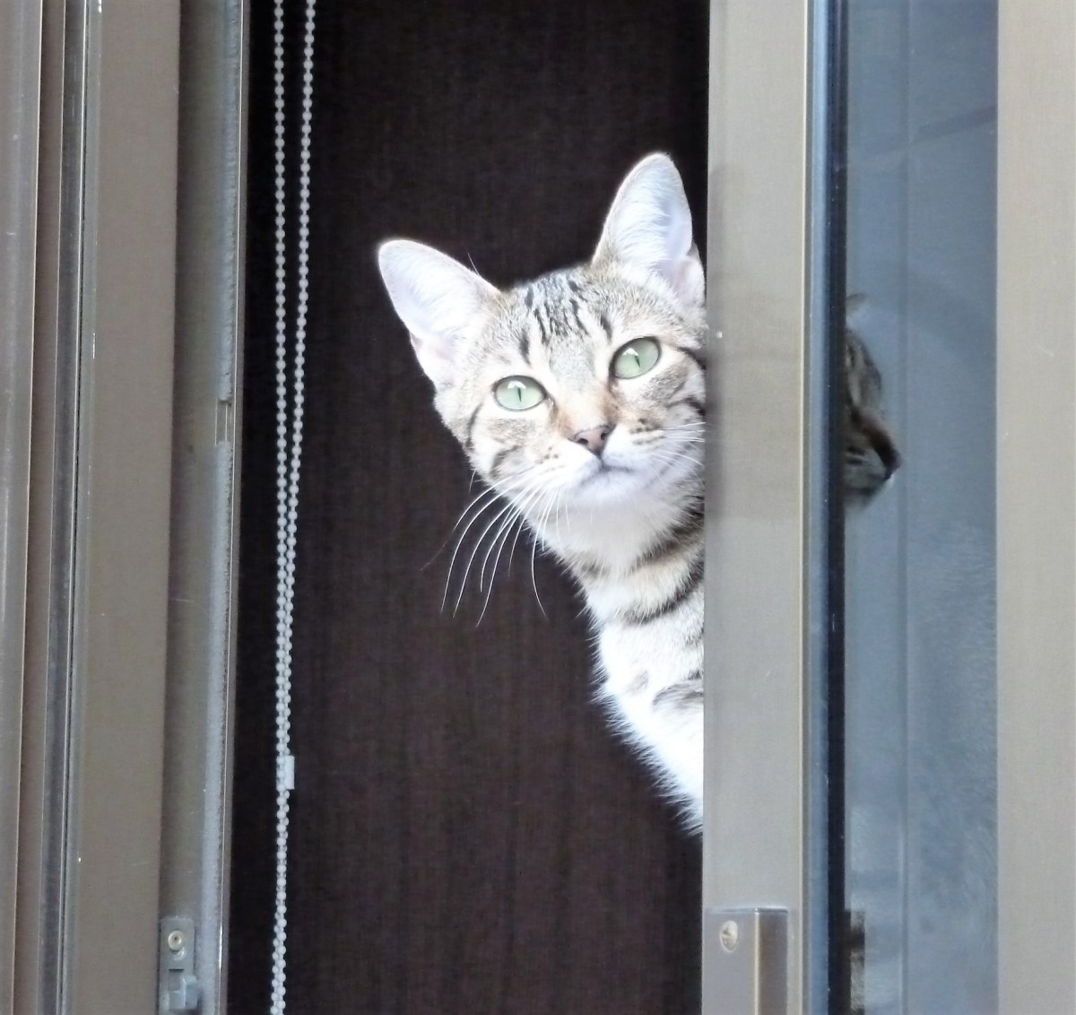 mejor-saludable-migatarita