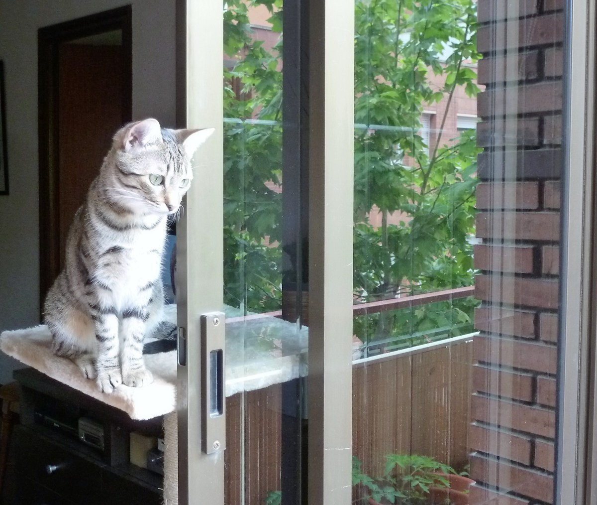 mejor-saludable-migatarita