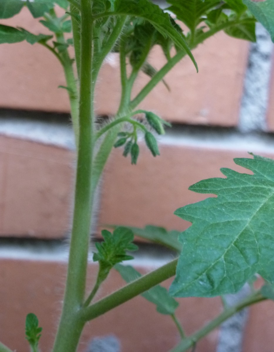 mejor-saludable-plantas-tomate