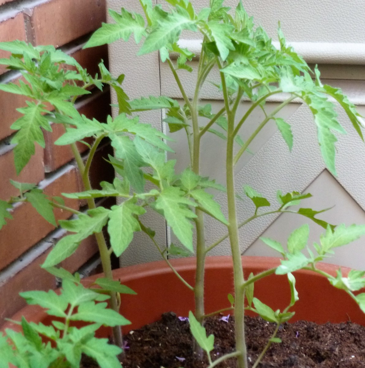 mejor-saludable-plantas-tomate