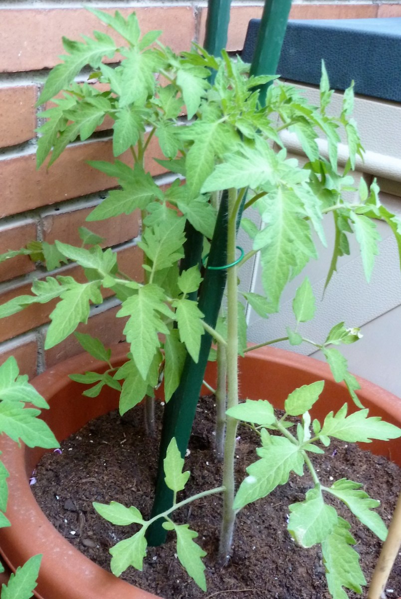 mejor-saludable-plantas-tomate