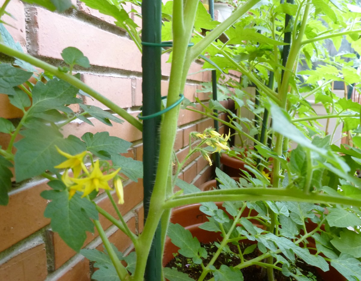 mejor-saludable-tomates