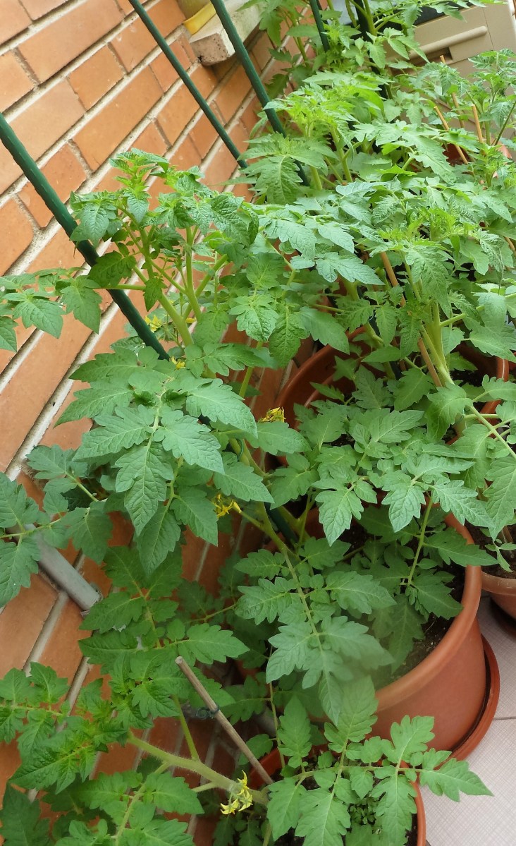 mejor-saludable-tomates