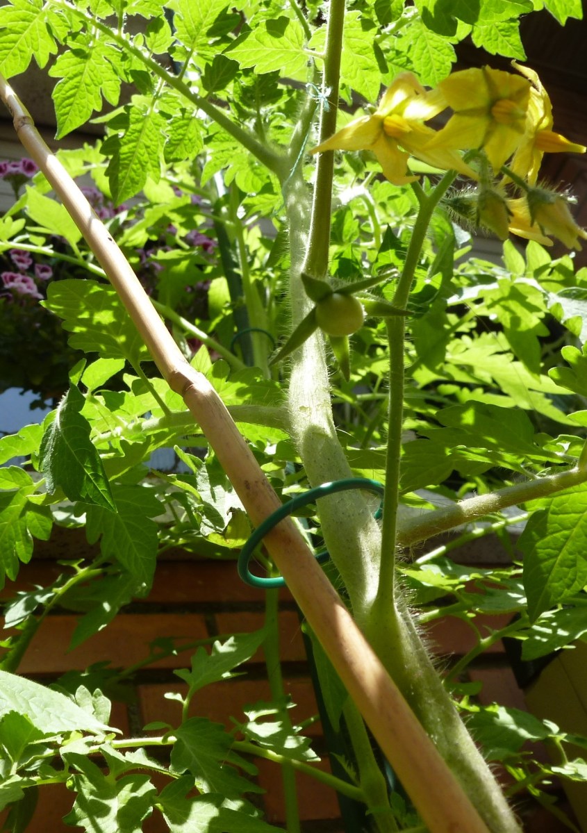 mejor-saludable-tomates