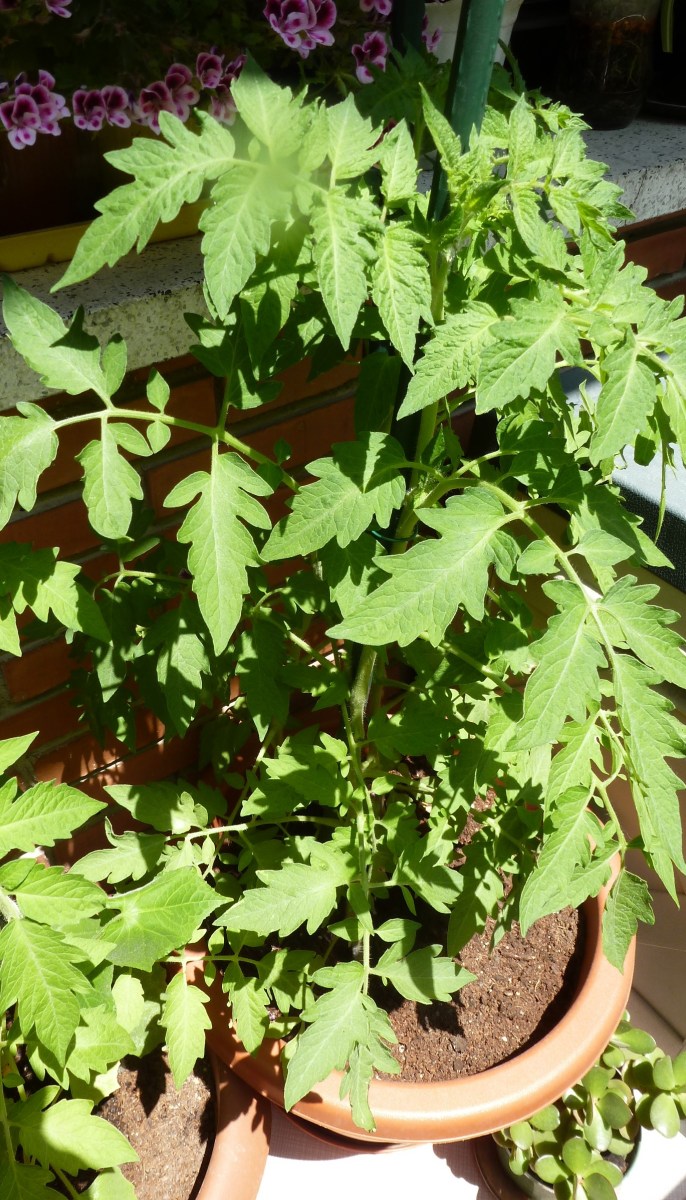 mejor-saludable-tomates