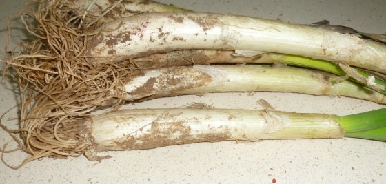 mejor-saludable-setas-shiitake-con-calçots